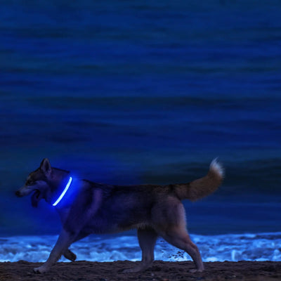 USB Rechargeable Light Up LED Collar