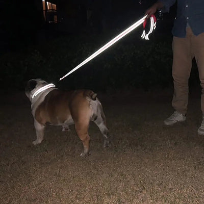 Night Reflection Training Leash